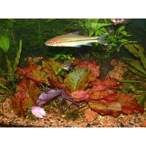 Нимфея красная (Nymphaea lotus «Red»)