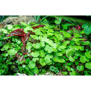 ГИДРОКОТИЛА БЕЛОГОЛОВАЯ - Hydrocotyle leucocephala