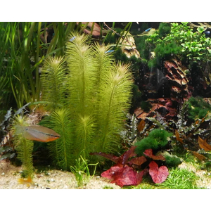 ПОГОСТЕМОН ЭРЕКТУС - Pogostemon erectus