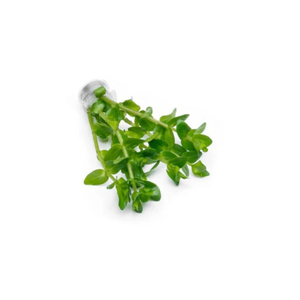 БАКОПА КАРОЛИНСКАЯ - Bacopa caroliniana