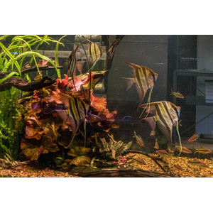 Нимфея красная (Nymphaea lotus «Red»)Нимфея красная (Nymphaea lotus «Red»)