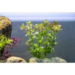 БАКОПА КАРОЛИНСКАЯ - Bacopa caroliniana