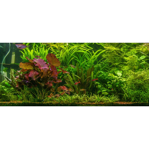 Нимфея красная (Nymphaea lotus «Red»)Нимфея красная (Nymphaea lotus «Red»)