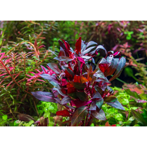 АЛЬТЕРНАНТЕРА РЕЙНЕКА - Alternanthera reineckii