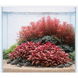 АЛЬТЕРНАНТЕРА РЕЙНЕКА - Alternanthera reineckii