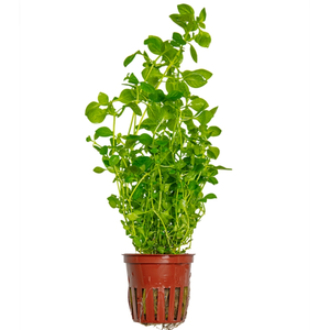 Людвигия зеленая (Ludwigia palustris «Green»)