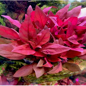 АЛЬТЕРНАНТЕРА РЕЙНЕКА - Alternanthera reineckii