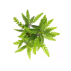 Гигрофила пиннатифида (Hygrophila pinnatifida)