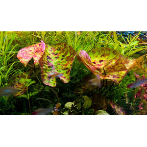 Нимфея микранта - Nymphaea micrantha