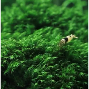 Мох Феникс (Fissidens fontanus)