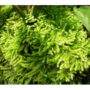 МОХ КРИСТМАС - Vesicularia montagnei