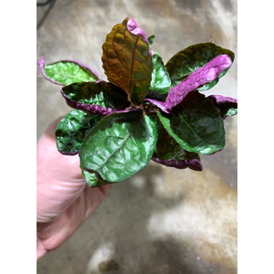 ХЕМИГРАФИС ШИРОКОЛИСТНЫЙ