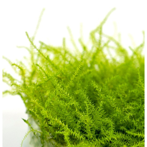 МОХ СТРИНГ - Leptodictyum riparium Stringy