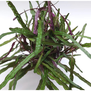 ХЕМИГРАФИС УЗКОЛИСТНЫЙ - Hemigraphis narrow