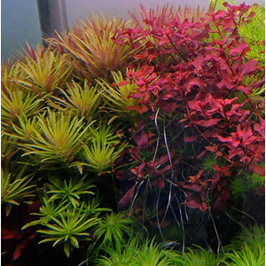 ЛИМНОФИЛА АРОМАТИКА - Limnophila aromatica