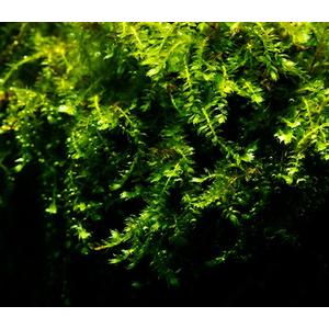 МОХ ВИПИНГ, плакучий - Vesicularia ferriei, Weeping MossМОХ ВИПИНГ, плакучий - Vesicularia ferriei, Weeping MossМОХ ВИПИНГ, плакучий - Vesicularia ferriei, Weeping Moss