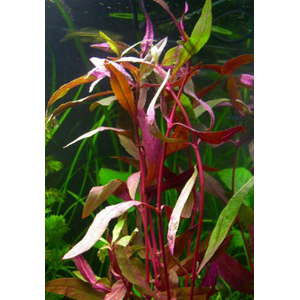 АЛЬТЕРНАНТЕРА СЕССИЛИС - Alternanthera sessilis