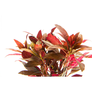 АЛЬТЕРНАНТЕРА РЕЙНЕКА - Alternanthera reineckii