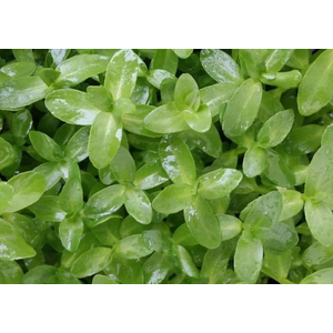 БАКОПА МАДАГАСКАРСКАЯ - Bacopa madagascariensis