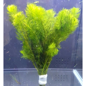Перистолистник скабратум зеленый (Myriophyllum scabratum)