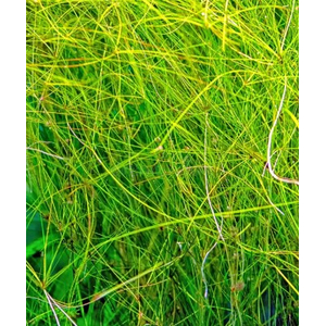 ЭЛЕОХАРИС ЖИВОРОДЯЩИЙ - Eleocharis vivipara