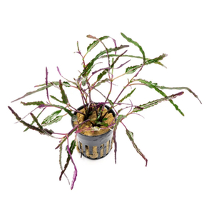 ХЕМИГРАФИС " ЯЗЫК ДРАКОНА "