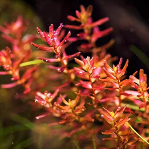 РОТАЛА МАКРАНДРА розовая мини - Rotala macrandra mini pink