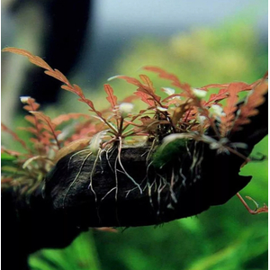 Гигрофила пиннатифида (Hygrophila pinnatifida)