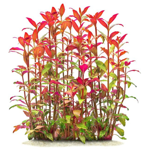 АЛЬТЕРНАНТЕРА РЕЙНЕКА - Alternanthera reineckii