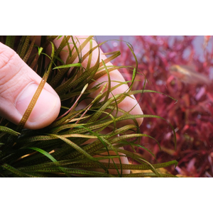 БЛИКСА ЯПОНСКАЯ - Blyxa japonica