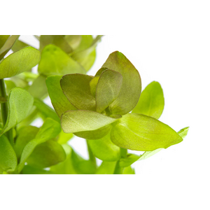 БАКОПА КАРОЛИНСКАЯ - Bacopa caroliniana