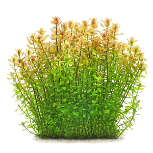 БАКОПА КАРОЛИНСКАЯ - Bacopa caroliniana