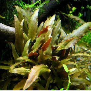 КРИПТОКОРИНА УОКЕРА - Cryptocoryne walkeri
