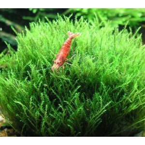 МОХ ВИЛЛОУ - Fontinalis antipyretica