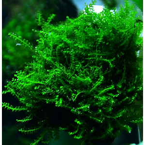 МОХ №610 - moss №610