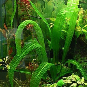 КРИПТОКОРИНА АПОНОГЕТОН 70 см - Cryptocoryne aponogetifolia