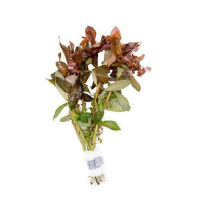 АММАНИЯ ИЗЯЩНАЯ - Ammania gracilis