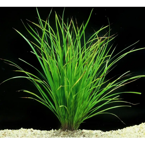 ЦИПЕРУС ХЕЛФЕРА - Cyperus helferi