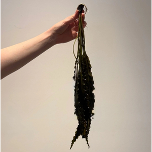 АПОНОГЕТОН КУРЧАВЫЙ - Aponogeton crispus