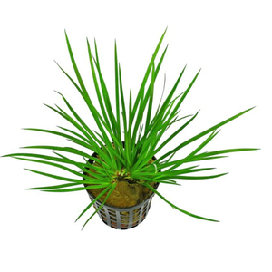 АКОРУС ГРАМИНЕУС - Acorus gramineus