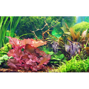 Нимфея красная (Nymphaea lotus «Red»)