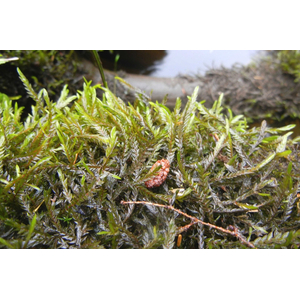 МОХ КЛЮЧЕВОЙ, ФОНТИНАЛИС - Fontinalis antipyretica