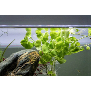 ГИДРОКОТИЛА БЕЛОГОЛОВАЯ - Hydrocotyle leucocephala