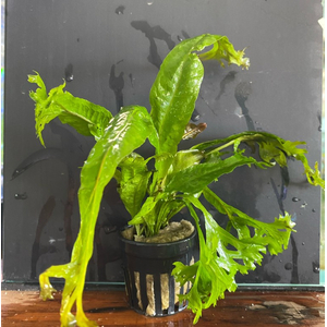 ПАПОРОТНИК МИНИ КОРАЛЛ