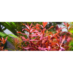 НИЗЕЯ КРАСНАЯ - Nesaea praetermissa