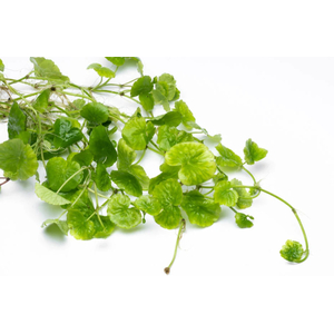 ГИДРОКОТИЛА БЕЛОГОЛОВАЯ - Hydrocotyle leucocephala