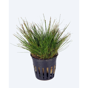 ЭЛЕОХАРИС ЖИВОРОДЯЩИЙ - Eleocharis vivipara