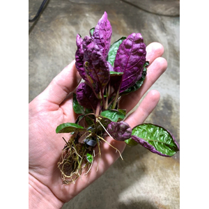 ХЕМИГРАФИС ШИРОКОЛИСТНЫЙ