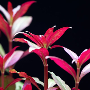 АЛЬТЕРНАНТЕРА РЕЙНЕКА - Alternanthera reineckii