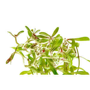 АММАНИЯ СУЛАВЕСИ - Ammania sp. Sulawesi